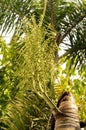 Areca nut palm fruits, Betel Nuts, Betel palm (Areca catechu) hanging on its tree Royalty Free Stock Photo