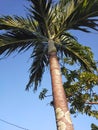 The areca nut tree is like a coconut tree. Elongated height. With a blue sky background.