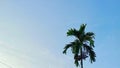 Areca nut tree seen from below against a bright blue sky. Betel palm tree. Royalty Free Stock Photo