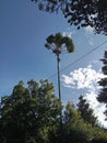 The areca nut tree is very tall in the garden, and the sky is clear this morning Royalty Free Stock Photo