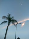 Areca nut trees, lampposts and blue sky Royalty Free Stock Photo