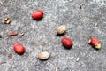 Areca Nuts on Concrete Floor