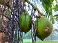 Areca nuts hanging on a tree in the garden