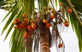 Areca nuts on a palm tree in a park Royalty Free Stock Photo