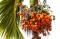 Areca nuts on a palm tree in a park Royalty Free Stock Photo