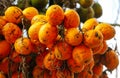 Areca nuts on a palm tree in a park Royalty Free Stock Photo