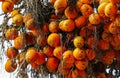 Areca nuts on a palm tree in a park Royalty Free Stock Photo