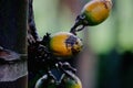 Areca nuts on tree Royalty Free Stock Photo