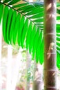 Areca palm Royalty Free Stock Photo