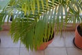 Areca palm, family Arecaceae, found in humid tropical regions. Asia India. Potted plant. Interior laa vase m Royalty Free Stock Photo