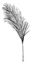 Areca Palm Frond comes from an Asian tree, vintage engraving