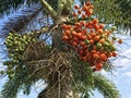 Areca palm fruit Royalty Free Stock Photo