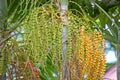 Areca palm fruits Royalty Free Stock Photo
