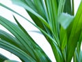 Areca palm isolated on white closeup