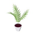 Areca palm isometric icon in flat style, vector Royalty Free Stock Photo