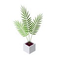 Areca palm isometric icon in flat style, vector Royalty Free Stock Photo