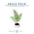 Areca palm isometric icon in flat style, vector Royalty Free Stock Photo