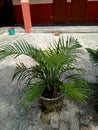 Areca palm it is known as golden cane palm areca palm butterfly palm yellow palm