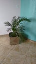 Areca palm