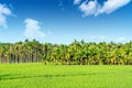 Betel Nut Orchard and Rice Fields in Hainan, China Royalty Free Stock Photo