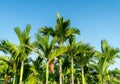 Areca Palm Trees, Hainan, China Royalty Free Stock Photo