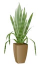 Areca Palm with pot