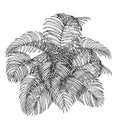 Areca palm sketch by hand drawing