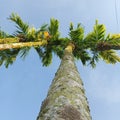 areca palm tree with blue sky above Royalty Free Stock Photo