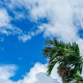 areca palm trees against a blue sky background Royalty Free Stock Photo