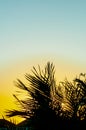 Areca palm trees in silhouette, with dawn light Royalty Free Stock Photo