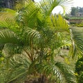 The Areca Palm is a wonderful indoor palm. This can be grown indoors and outdoor. It has thick, shiny, smooth, leaves.