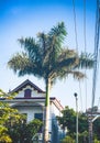 Areca tree with the blue sky! Royalty Free Stock Photo