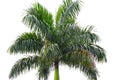 Areca tree