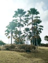 areca tree in the morning Royalty Free Stock Photo