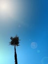 The areca tree is photographed from below with sunlight Royalty Free Stock Photo