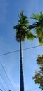 Areca tree sky Royalty Free Stock Photo