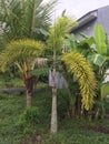 The areca trees growing behind the house looks beautiful in green, the photo is taken from the front on a bright day