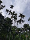 areca trees in jungle.