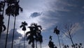 areca trees with a view of the afternoon sky