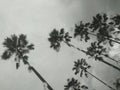 Palm tree and rainy sky 1.1 Royalty Free Stock Photo