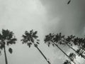 Palm tree and rainy sky 1.2 Royalty Free Stock Photo