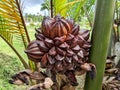 The Arecaceae are a botanical family of perennial plants. Royalty Free Stock Photo