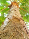 Arecaceae or palm tree. Close up of tree bark fiber texture with green leaves and sunlight. Summer. Spring. Beautiful plant Royalty Free Stock Photo