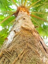 Arecaceae or palm tree. Close up of tree bark fiber texture with green leaves and sunlight. Beautiful plant Royalty Free Stock Photo