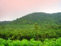 Arecanut estate,kerala Royalty Free Stock Photo