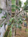 Arecanut Royalty Free Stock Photo