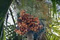 Arecanut palm and nuts Royalty Free Stock Photo