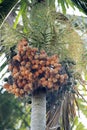 Arecanut palm and nuts Royalty Free Stock Photo