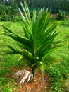 Arecanut plant.Green plant. Royalty Free Stock Photo