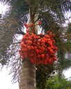 Arecanut.Arecanut tree.Areca palm Royalty Free Stock Photo